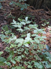 Prosartes hookeri