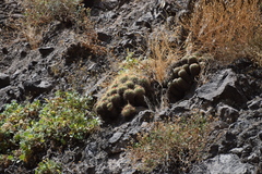 Mammillaria compressa compressa