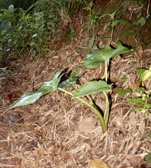 Xanthosoma sagittifolium