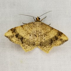 Psamatodes abydata