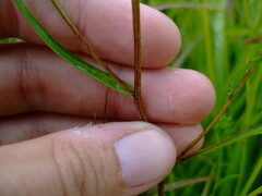 Symphyotrichum robynsianum