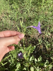 Ruellia nudiflora