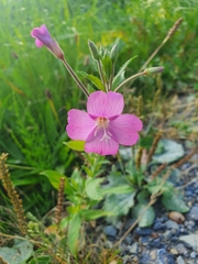 Epilobium hirsutum