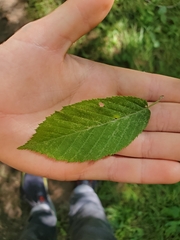 Carpinus caroliniana