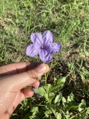 Ruellia nudiflora