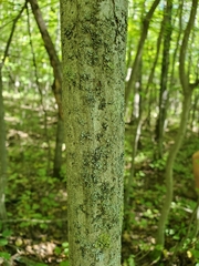 Carpinus caroliniana
