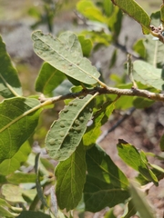 Neuroterus engelmanni