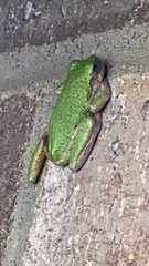 Hyla