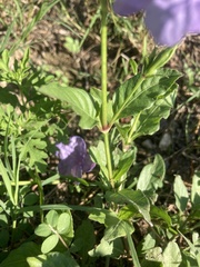Ruellia nudiflora
