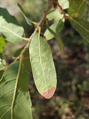 Neuroterus engelmanni