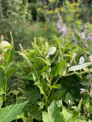 Saururus chinensis