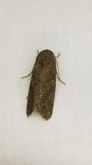 Spodoptera