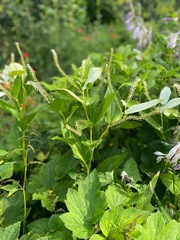 Saururus chinensis