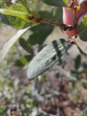 Neuroterus engelmanni