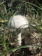 Saproamanita thiersii