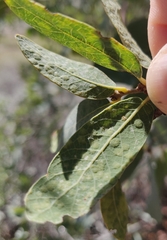 Neuroterus engelmanni