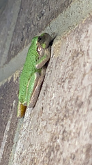 Hyla