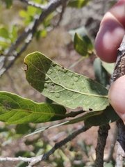 Neuroterus engelmanni