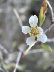 Prunus andersonii