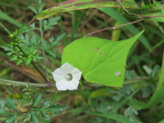 Ipomoea lacunosa