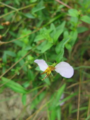 Rhexia mariana