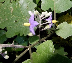 Solanum violaceum