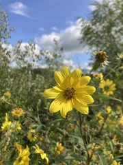 Helianthus giganteus