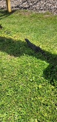 Iguanidae