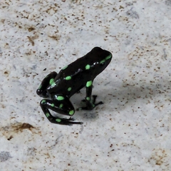 Dendrobates auratus