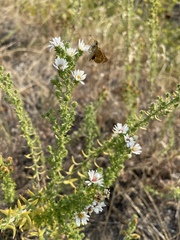 Symphyotrichum ericoides