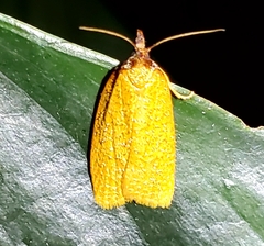 Sparganothis distincta