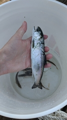 Oncorhynchus kisutch