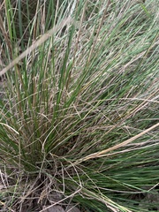 Poa labillardierei