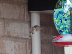 Archilochus colubris