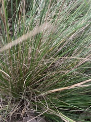 Poa labillardierei