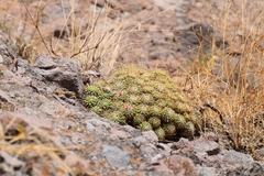 Mammillaria compressa