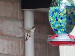 Archilochus colubris