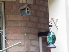 Archilochus colubris