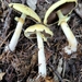 Agaricus summensis - Photo (c) Kevin McCoy, some rights reserved (CC BY-NC), uploaded by Kevin McCoy