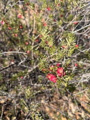 Dodonaea lobulata