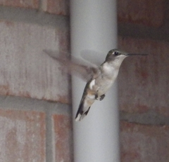 Archilochus colubris