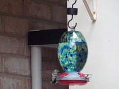 Archilochus colubris