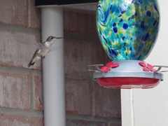 Archilochus colubris