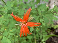 Silene laciniata