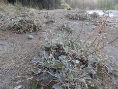 Eriogonum compositum