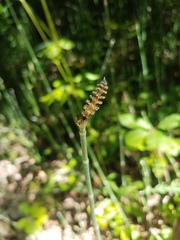 Equisetum hyemale