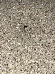 Scarites subterraneus