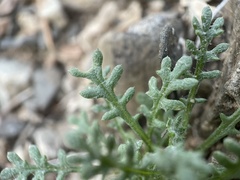 Gilia cana