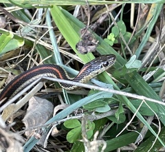 Thamnophis ordinoides