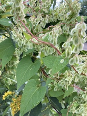 Fallopia